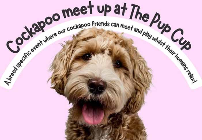 Dog Friendly Kent Weekend Guide 14 February 2026 15 February 2026