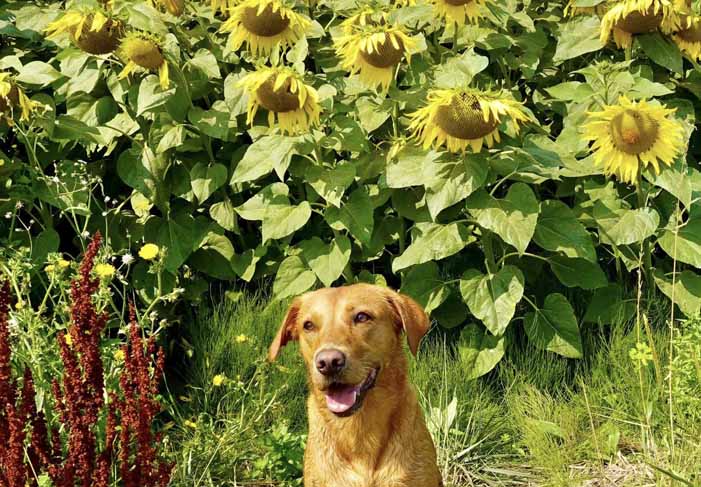Dog Friendly Sunflowers Kent