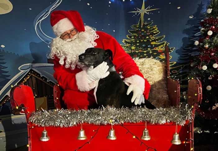 Dog Friendly Kent Weekend Guide 20 December 2025 21 December 2025